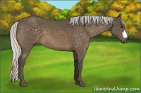 Horse Color:Silver Buckskin 