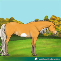 Horse Color:Silver Buckskin Frame 