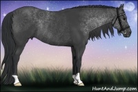 Horse Color:Black Rabicano