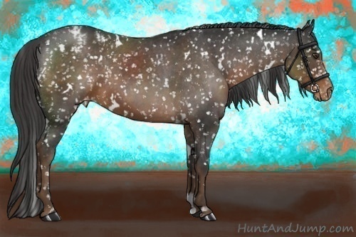 Horse Color:White Spotted Liver Chestnut Appaloosa