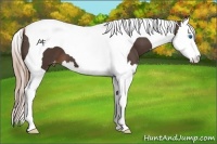 Horse Color:Liver Chestnut Splash Tobiano Appaloosa 