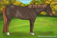 Horse Color:Liver Chestnut Rabicano 