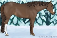 Horse Color:Liver Chestnut 