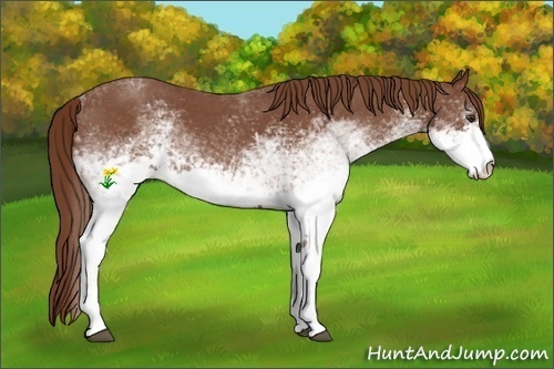 Horse Color:White Spotted Red Roan