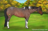 Horse Color:Bay Roan Tobiano