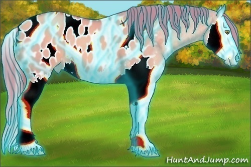 Horse Color:Thunderstruck Watercolor Gold Champagne Dun Splash Appaloosa 