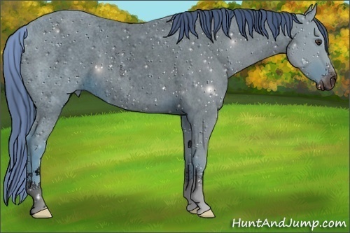 Horse Color:ERROR: UNKNOWN ANOMALY