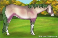Horse Color:Watercolor Buckskin Onyx Varnish 