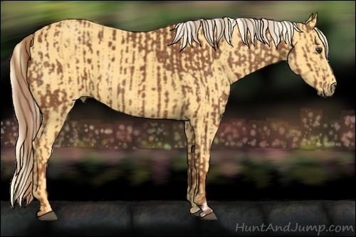 Horse Color:Chestnut and Palomino