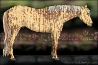 Horse Color:Chestnut and Palomino