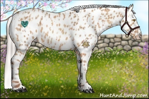 Horse Color:Amber Champagne Appaloosa and Silver Amber Champagne Appaloosa