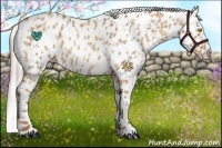 Horse Color:Amber Champagne Appaloosa  and Silver Amber Champagne Appaloosa 