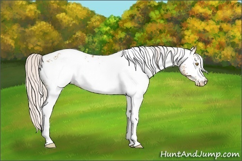 Horse Color:White Spotted Silver Sable Champagne Appaloosa 