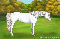 Horse Color:White Spotted Silver Sable Champagne Appaloosa 