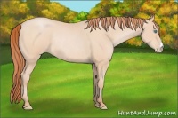 Horse Color:Buckskin Pearl Rabicano 