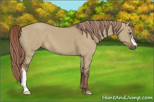 Horse Color:Liver Red Dun