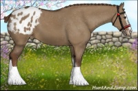 Horse Color:Liver Red Dun Sabino Appaloosa 