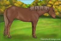 Horse Color:Chestnut Rabicano 
