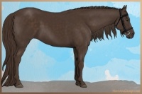 Horse Color:Liver Chestnut 