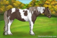 Horse Color:Liver Chestnut Tobiano Varnish