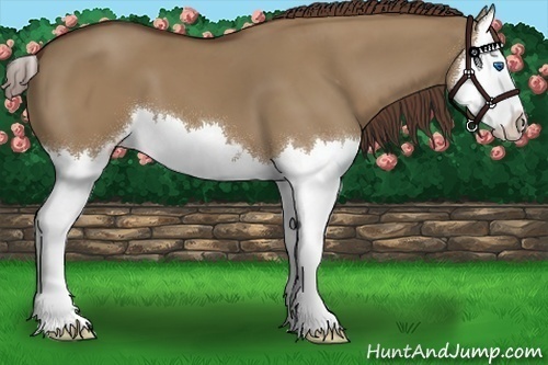 Horse Color:Liver Red Dun Sabino Splash 