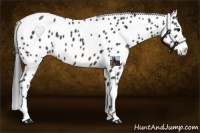 Horse Color:Brown Appaloosa 