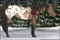 Horse Color:Brown Dun Appaloosa Rabicano 