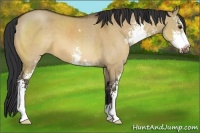 Horse Color:Bay Dun Sabino 