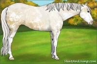 Horse Color:Silver Bay Dun Sabino 
