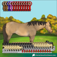 Horse Color:Buckskin Dun 