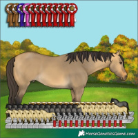 Horse Color:Buckskin Dun 