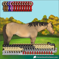 Horse Color:Buckskin Dun 