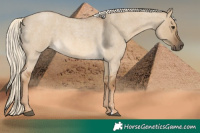 Horse Color:Chocolate Palomino Roan Dun 