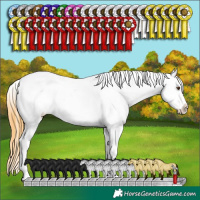 Horse Color:White Spotted Buckskin Dun Appaloosa 