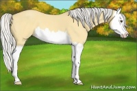 Horse Color:Silver Buckskin Roan Dun Splash 