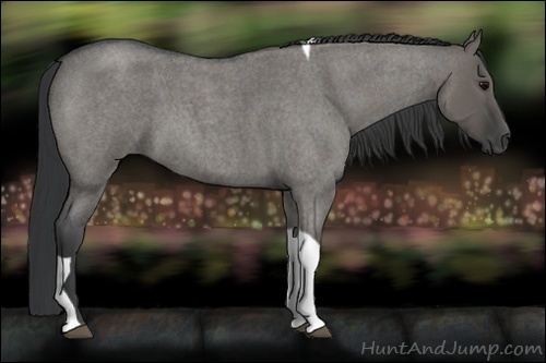 Horse Color:Grullo Roan Tobiano