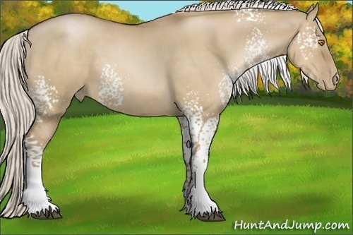 Horse Color:White Spotted Silver Grullo Pearl Sabino Rabicano 