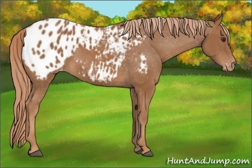 Horse Color:Chestnut Appaloosa 