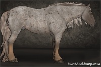 Horse Color:Chocolate Palomino Roan 