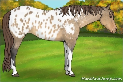 Horse Color:Buckskin Dun Tobiano Appaloosa