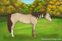 Horse Color:Classic Champagne Dun 