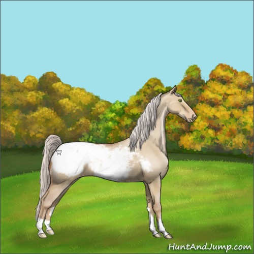 Horse Color:Silver Classic Champagne Dun Appaloosa