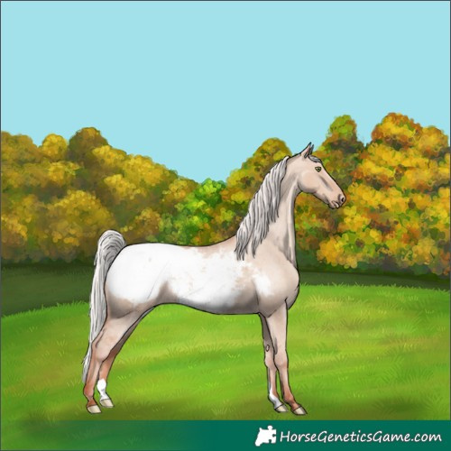 Horse Color:Silver Classic Champagne Dun Appaloosa 