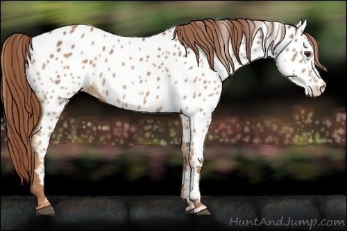 Horse Color:Chestnut Near Leopard