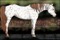 Horse Color:Chestnut Appaloosa 