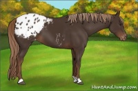 Horse Color:Liver Chestnut Appaloosa 