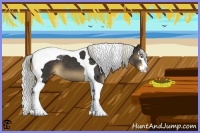 Horse Color:Liver Chestnut Splash Tobiano 