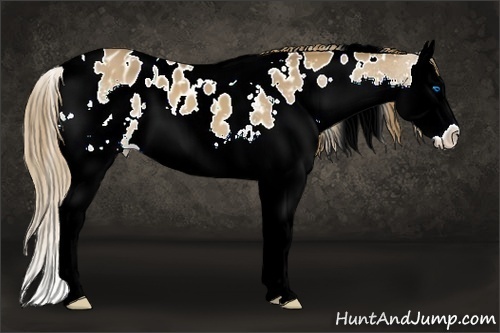Horse Color:White Spotted Chestnut Sabino Splash Appaloosa 