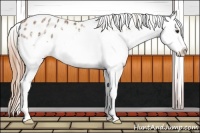 Horse Color:Chestnut Ice Splash Appaloosa 