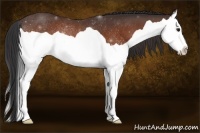 Horse Color:Bay Splash Rabicano 